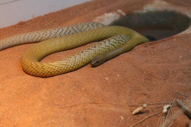 世界十大毒蛇之一的细鳞太攀蛇,毒性能杀死20多万只老鼠!