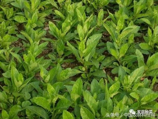 4富贵菜,别名:百子菜,神仙菜,明目草,降糖草,多年生宿根草本植物.