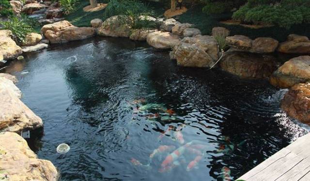 20个"庭院鱼池"案例,如果你有一个庭院,一定要设计一个jinl鱼池!