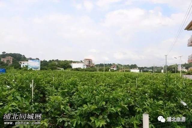 双良芭乐园 双良芭乐园位于浦北县白石水镇良田村,有千亩连片的