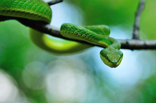 中国十大毒蛇之一的白唇竹叶青,颜色很艳丽有较强毒性