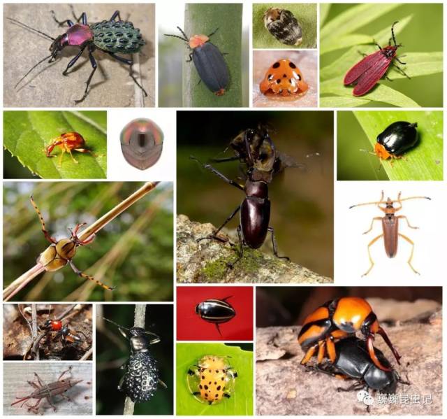 【虫研捷报】世界鞘翅目昆虫(甲虫)自动辨识系统初步建成