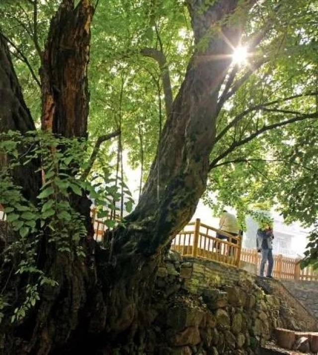 无论是 古木无人径,深山何处钟"的辽远 还是 风吹古木晴天雨,月照