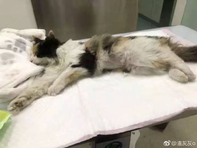 "我想曝光学校虐猫的事儿,但是我怕被处分.