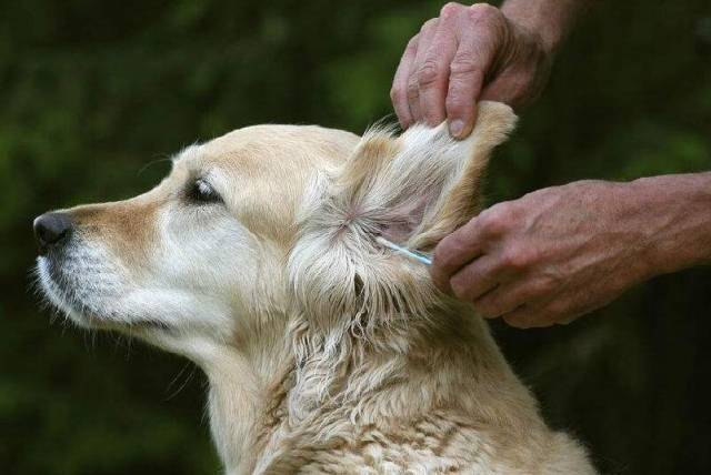 如何给狗狗清理耳朵呢?