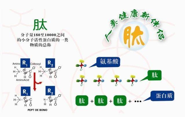 时，通过小分子活性肽的运载作用，在病患的部位发挥的作用会更快更好。