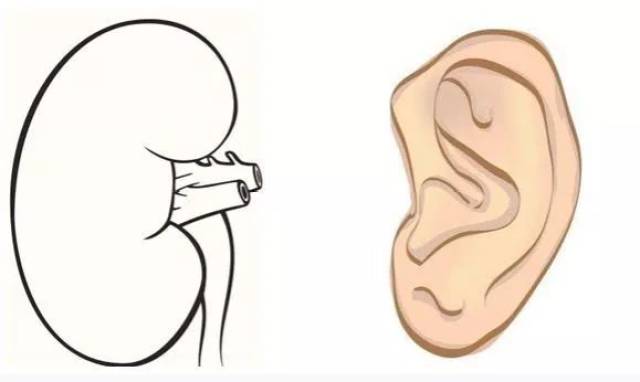 肾是人的先天之本 913f236481884b7caf0ce62d5bc1b901.jpeg