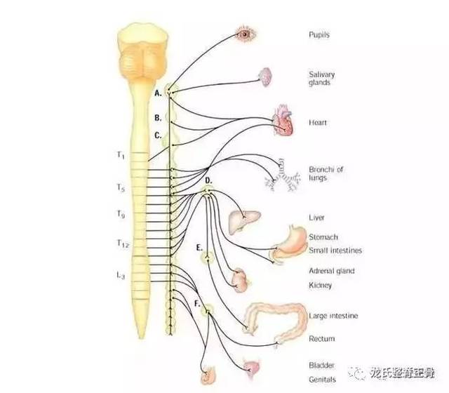 但其实肾的解剖位置远没有那么"下流—左肾脏一般位于t11-l2椎体下