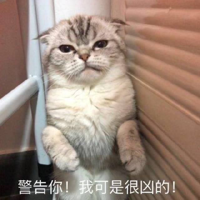 猫咪表情包:被金钱蒙蔽了双眼,你不对劲小老弟