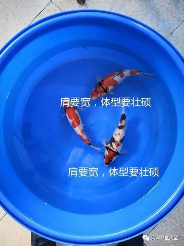专家教你三招选出大骨架锦鲤,减小养鱼变形的几率!