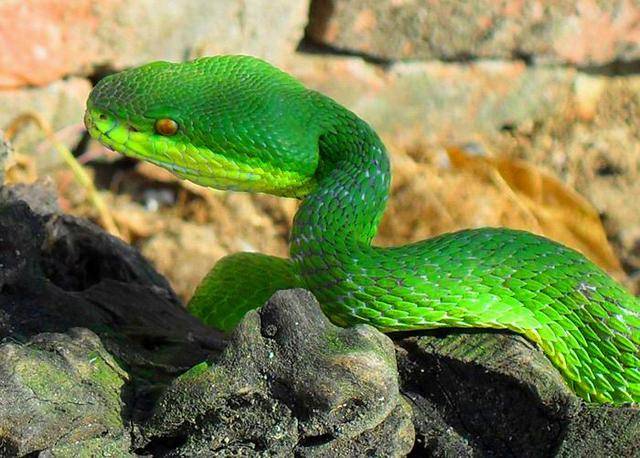 中国十大毒蛇之一的白唇竹叶青,颜色很艳丽有较强毒性