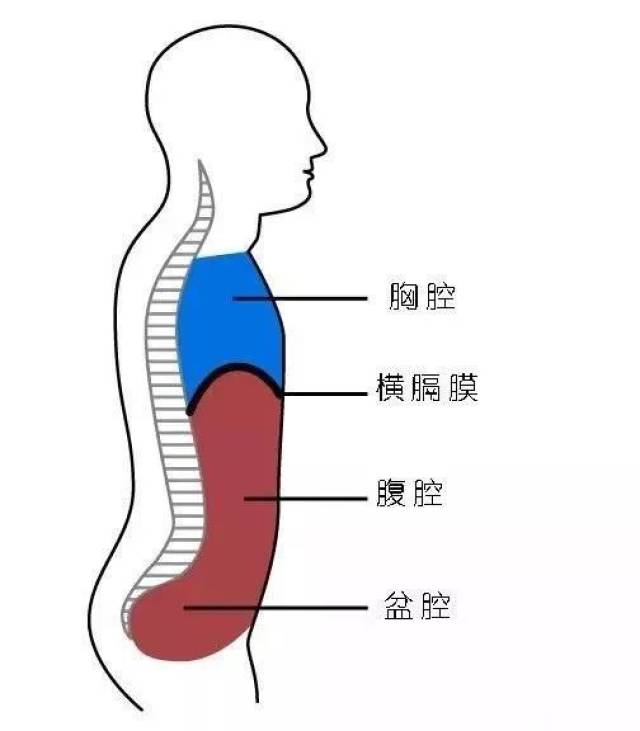 横膈膜的四周和胸骨,下肋骨和腰椎前侧连接,我们把这些点称为(横膈膜)