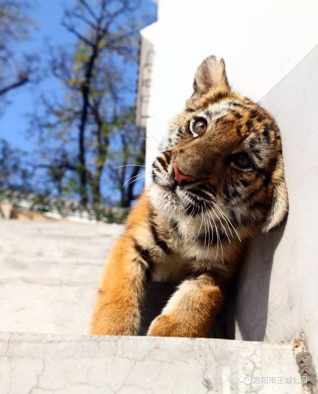 华南虎的后代,因雄多雌少导致繁殖率低,近亲系数高等弊端,幼崽成活率