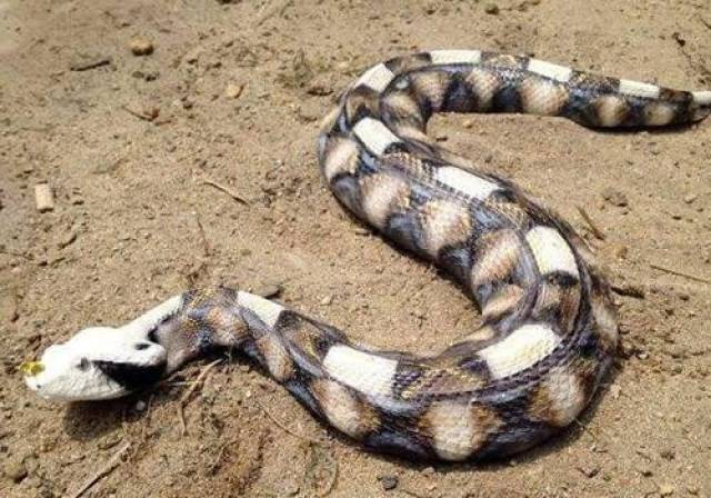 中国十大毒蛇之一的原矛头蝮,毒性很强的尖头蛇看着就吓人!