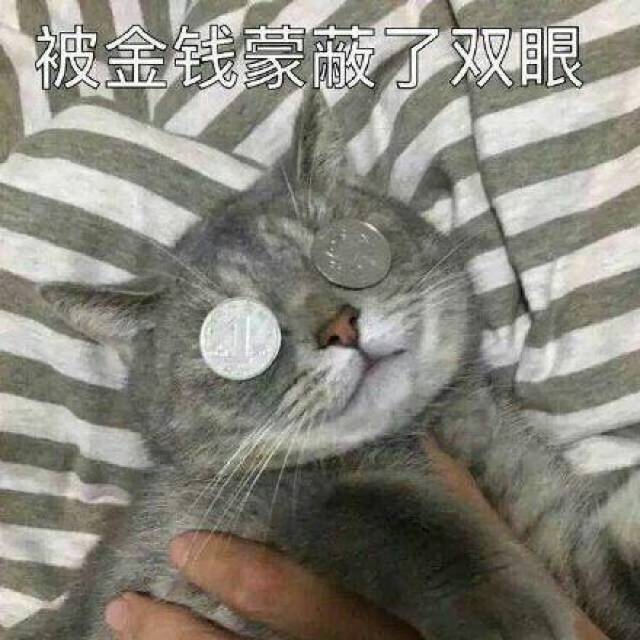 猫咪表情包:被金钱蒙蔽了双眼,你不对劲小老弟