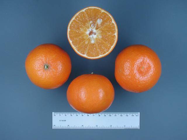 柑橘类水果图鉴