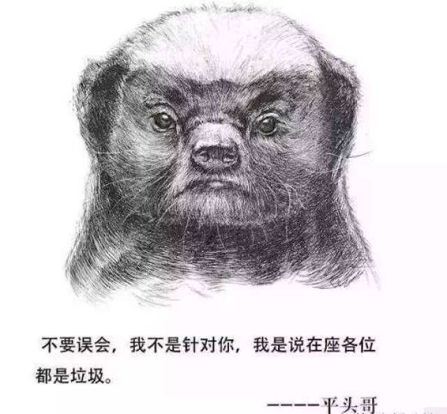 平头哥蜜獾就这样走红网络了.