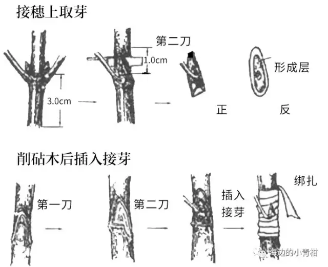 圈枝柑真的比驳枝柑更高级?未必!