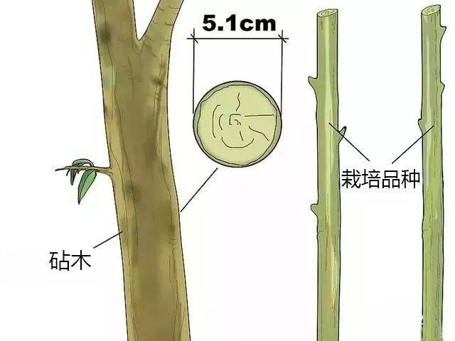 嫁接口3