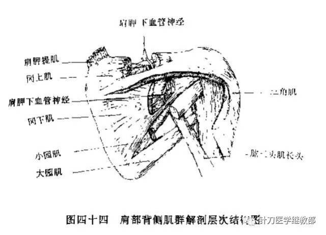 局部解剖 冈上肌起自冈上窝,止于肱骨大结节,作用使臂外展.