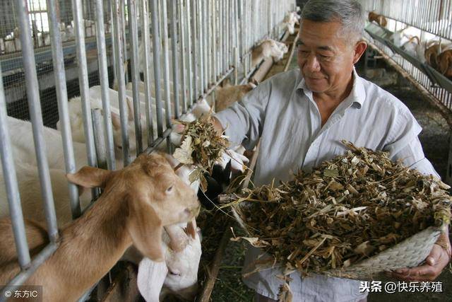 养羊6种常见饲料的正确喂法,不要再用错误的方法喂羊了!