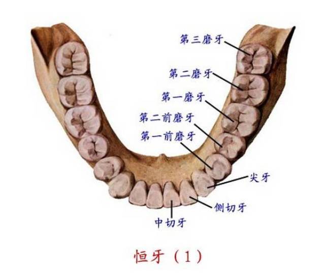 精美口腔解剖图