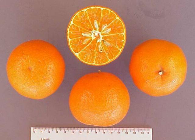 柑橘类水果图鉴