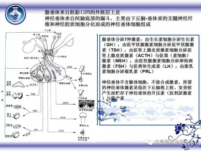 垂体解剖及常见病变的影像诊断