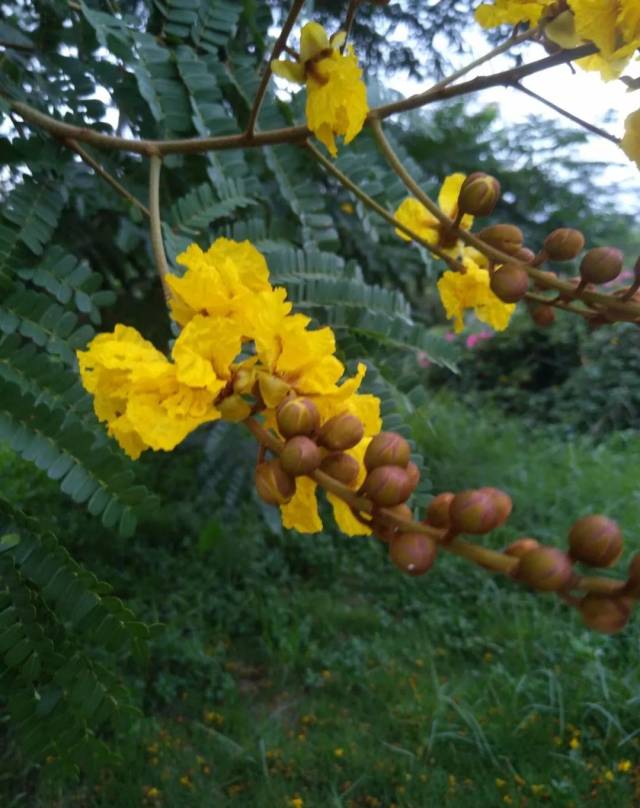 狗牙花