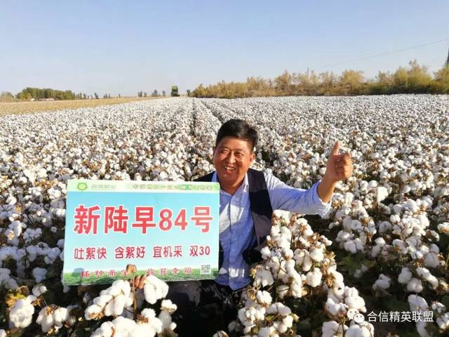 新疆采收基本结束 棉花价格继续下跌