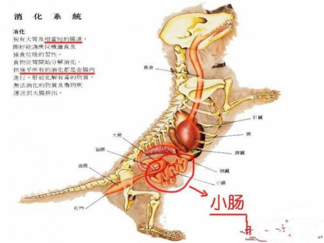 人的肠子是狗的肠子的6倍,狗狗消化不良原因原来是这样