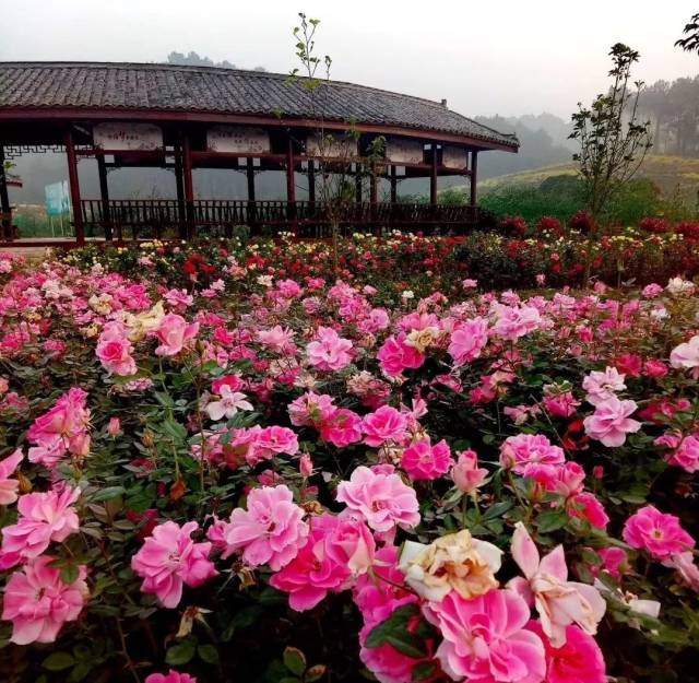 好消息!南宁花雨湖公交旅游专线明天起正式开通