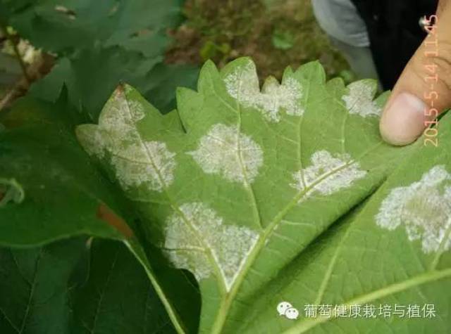 葡萄白粉病,霜霉病各时期高清图