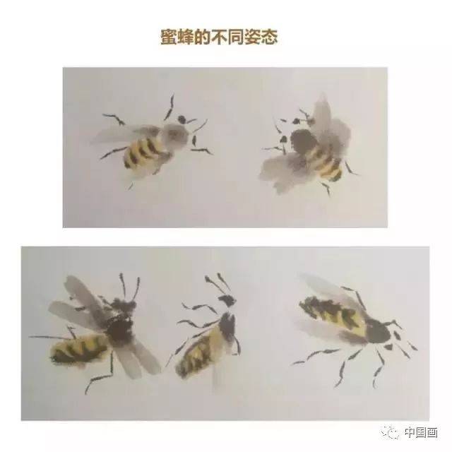 国画教程:蜜蜂画法