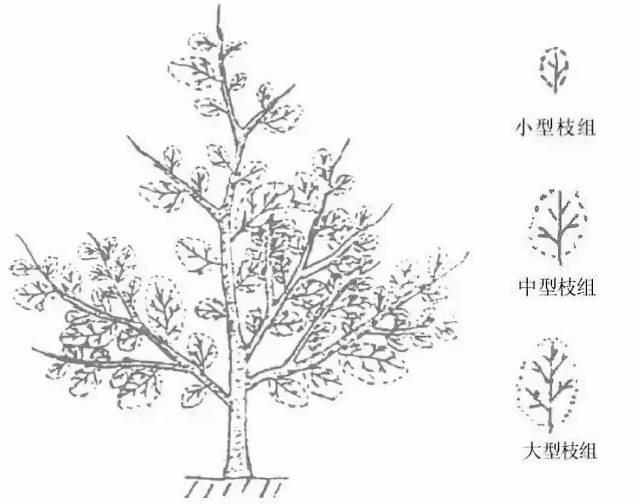 结果枝组 指着生在中心干,主枝,侧枝及辅养枝等骨干枝上成组的结果枝