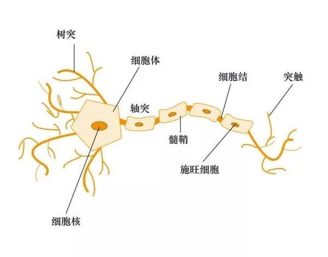 然后对这次刺激做出相应的反应(输出);而人工神经网络就是模仿了大脑