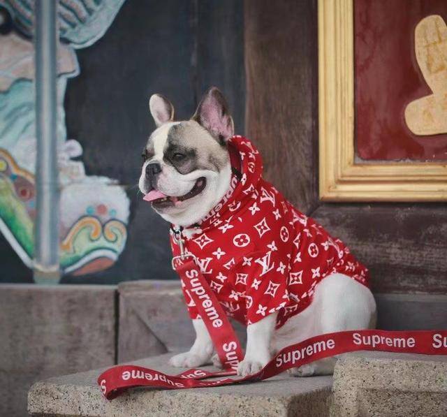 这只穿上supreme和lv的中国犬,第一眼你就会爱上它!