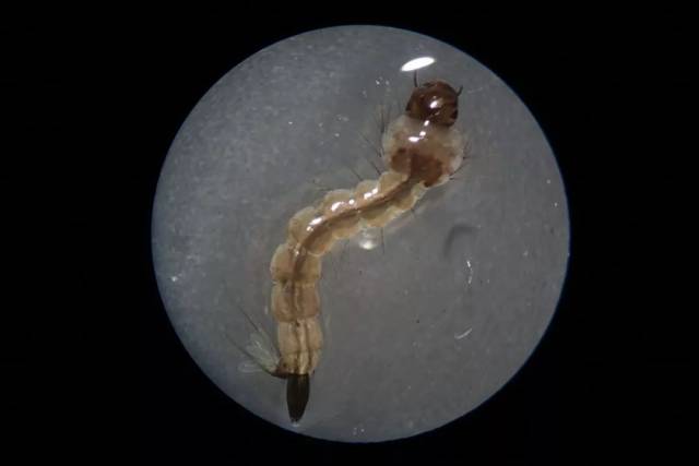 白纹伊蚊幼虫的尾部有4片花朵状的"尾鳍",十分奇特