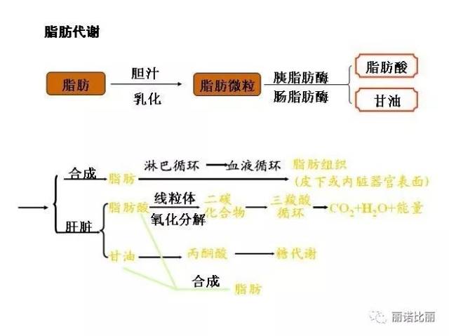 人体三大营养物质(糖类,蛋白质,脂肪)的代谢过程与相互关系