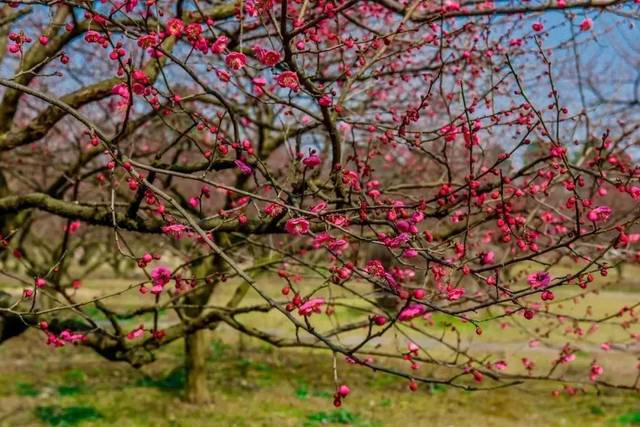 「2018年2月梅花实景拍摄」 秀丽东方梅花三 大特色 体量大,品种多