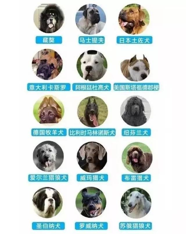 嘉兴市区个人禁养犬种名单公示!