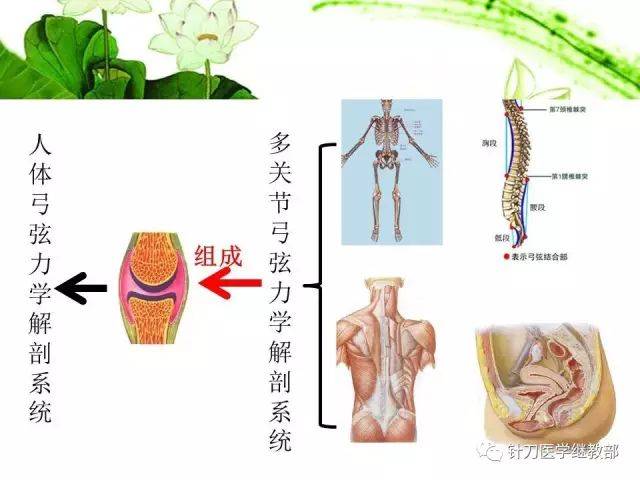 【课件】人体弓弦力学解剖系统