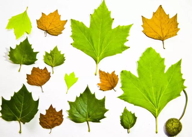 人民日报:勿用西医思维捆住中医手脚!为中医