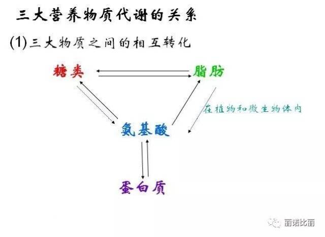 人体三大营养物质(糖类,蛋白质,脂肪)的代谢过程与相互关系