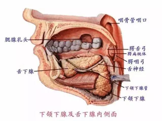 【建议收藏】最精美的口腔解剖图,内含独家解剖视频!