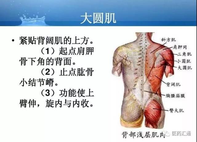 人体关节和肌肉解剖基础知识汇总