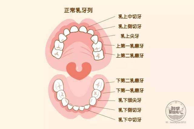 大家都知道宝宝的第一批牙齿叫乳牙,而在6岁以后长出的牙齿叫恒牙.