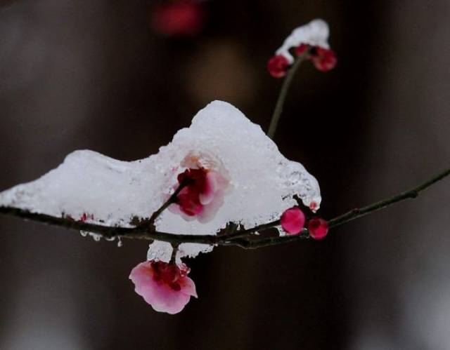 雪恋梅花,梅花恋雪.深盟早已前生结!‖ 同题:踏莎行 ‖第275期