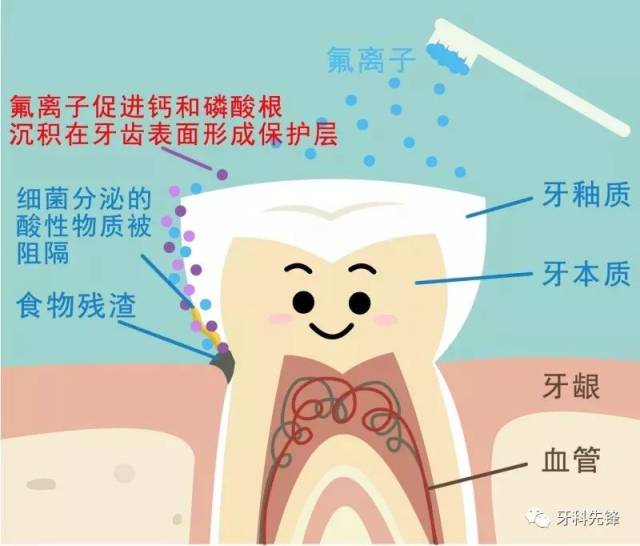 积聚在牙缝的食物残渣正在腐蚀牙齿