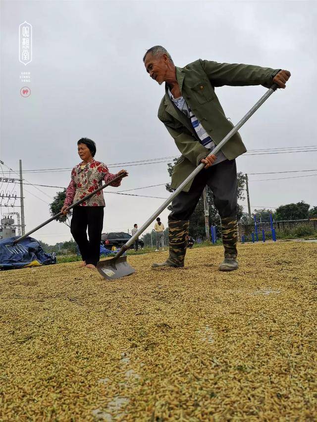 寻年味|第三站:人间正稻,天地粮心